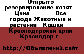 Открыто резервирование котят › Цена ­ 15 000 - Все города Животные и растения » Кошки   . Краснодарский край,Краснодар г.